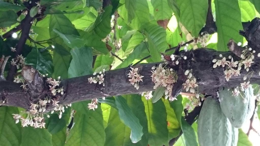 Pousada Cheiro De Cacau Porto Seguro Exterior foto